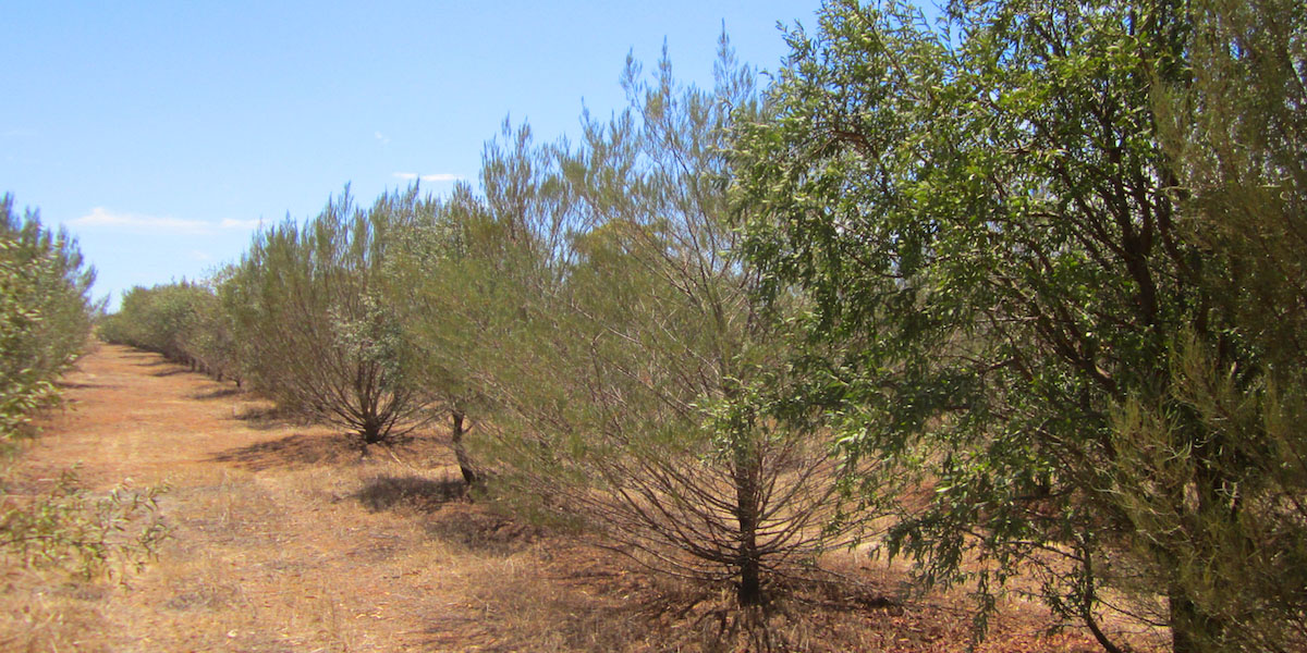 Sustainability of Wild Western Australian Sandalwood